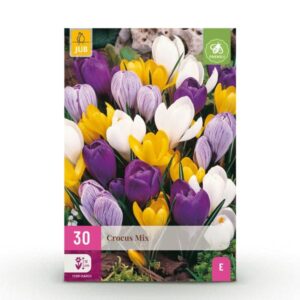 Green boutiQ - Bloembollen - Crocus Large Flowering mix - Diversen kleuren - 30 stuks - Bolmaat 7/8 - XXL Pack