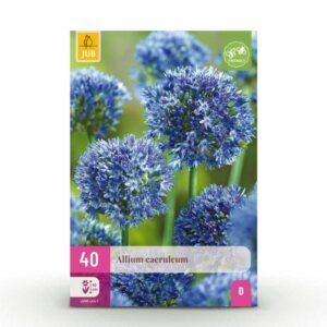 40x Allium Caeruleum - Blauwe sieralui - Blauw - Zomerbloeier - Bolmaat 4/5