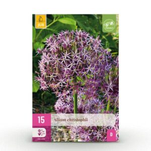 15x Allium Christophii - Sterrenlook - Paars - Zomerbloeier - Bolmaat 10/12