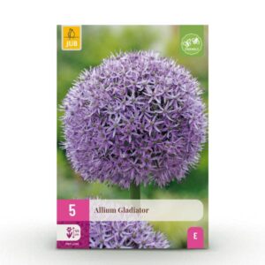5x Allium Gladiator - Sierui - Paars - Zomerbloeier - Bolmaat 16/18
