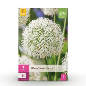 3x Allium Mount Everest - Sierui - Wit - Zomerbloeier - Bolmaat 16/18