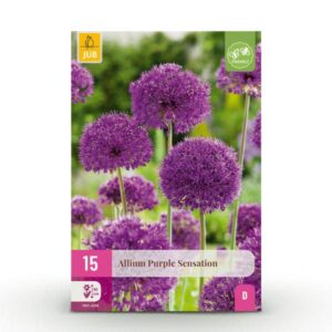 Green boutiQ - Bloembollen - Allium Purple Sensation - Kleur Paars - 15 stuks - Bolmaat 10/12 - XXL Pack