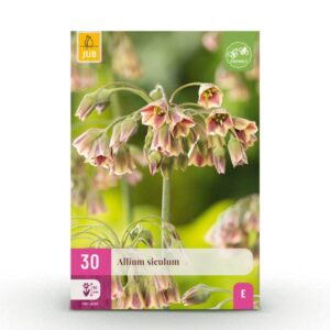 30x Allium Siculum - Siciliaanse honing knoflook - Rood - Zomerbloeier - Bolmaat 8/10