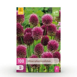 100x Allium Sphaerocephalon - Kogellook - Paars - Zomerbloeier - Bolmaat 5/6