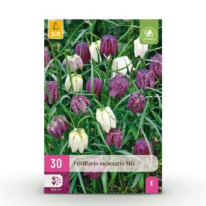 Green boutiQ - Bloembollen - Fritillaria Meleagris Mix - Kleur Paars en Wit - 30 stuks - Bolmaat 6/7 - XXL Pack