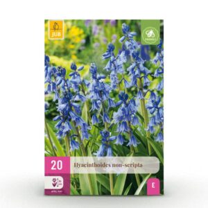 Green boutiQ - Bloembollen - Hyacinthoides non Scripta - Kleur Blauw - 20 stuks - Bolmaat 7/8 - XXL Pack