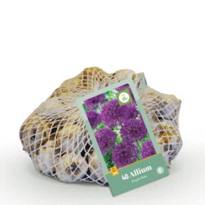40x Allium Purple Rain - Sieruit - Paars - Zomerbloeier - Bolmaat 10/12
