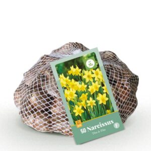 Green boutiQ - Bloembollen - Narcis Tete-A-Tete - Kleur Geel - 50 stuks - Bolmaat 10/12