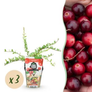 Green boutiQ - Fruitplanten - Blauwe Bes - Vaccinium macrophylla Early Black - Winterhard - 3 Planten - Pot 9 cm - Donker Rode Bes