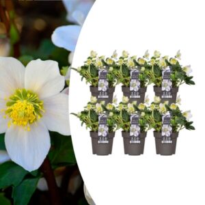 6x Helleborus niger 'Christmas Carol' | Ø 12 cm | ↕ 20 cm