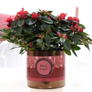 1st Class Azalea Red In P&PURE Ceramics Goldbronze + XMAS Sleeve - Ø12cm - ↕25cm