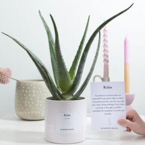 Aloe Vera Gift "Relax" WITH GREETING CARD! - Ø12cm - ↕40cm