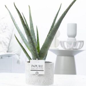 Aloe Vera In P&PURE Jade Ceramics - Ø12cm - ↕45cm