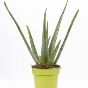 Aloe Vera P&PURE Collection - Ø12cm - ↕40cm
