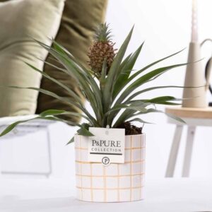 Ananas Rosita In P&PURE Tirza Ceramics - Ø12cm - ↕35cm