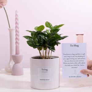 Coffea Arabica Gift "To Hug" WITH GREETING CARD! - Ø12cm - ↕20cm
