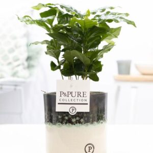 Coffea Arabica In P&PURE Illusion Cer. - Ø12cm - ↕20cm