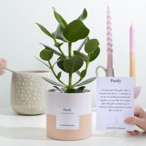 Clusia Rosea Gift "Purify" WITH GREETING CARD! - Ø12cm - ↕30cm