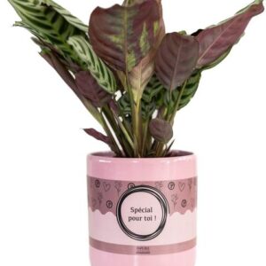 Ctenanthe Burle Marxii In P&PURE "SPECIAL POUR TOI" Verpakking - Ø12cm - ↕25cm