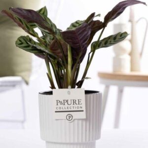 Ctenanthe Burle Marxii In P&PURE Ivy Ceramics Shiny White - Ø12cm - ↕25cm