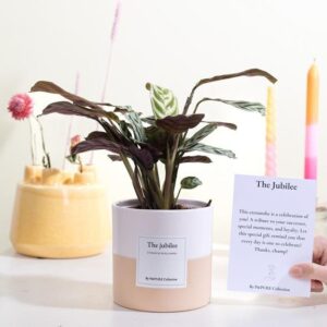 Ctenanthe Burle Marxii Gift "The Jubilee" WITH GREETING CARD! - Ø12cm - ↕25cm