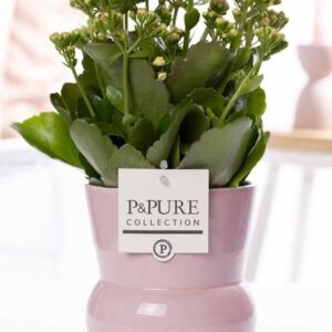Kalanchoe Pink In P&PURE Plant Vase Maxima Pink - Ø12cm - ↕27cm