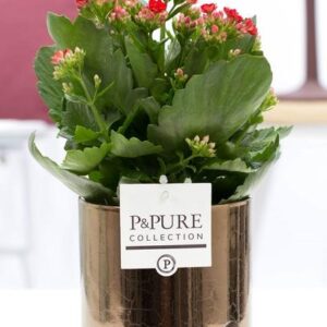Kalanchoe Red In P&PURE Juliette Ceramics Goldbronze - Ø12cm - ↕27cm