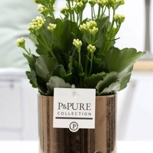 Kalanchoe White In P&PURE Juliette Ceramics Goldbronze - Ø12cm - ↕27cm