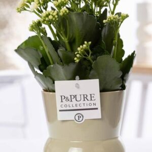 Kalanchoe White In P&PURE Plant Vase Maxima Green - Ø12cm - ↕27cm