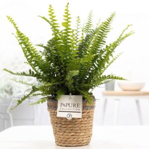 Nephrolepis Green Lady In P&PURE Basket - Ø12cm - ↕35cm