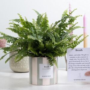 Nephrolepis Green Lady Gift "Breath" WITH GREETING CARD! - Ø12cm - ↕35cm