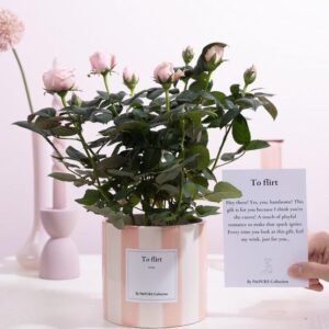 Rosa Light Pink Gift "To Flirt" WITH GREETING CARD! - Ø12cm - ↕30cm