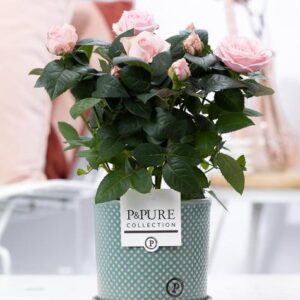 Rosa Light Pink In P&PURE Lauren Ceramics - Ø12cm - ↕30cm