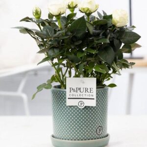 Rosa White In P&PURE Lauren Ceramics - Ø12cm - ↕30cm