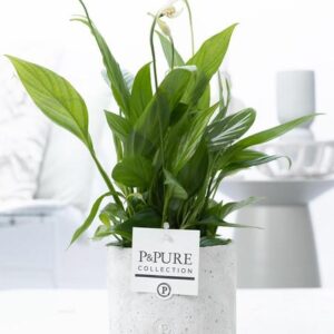 Spathiphyllum In P&PURE Jade Ceramics - Ø12cm - ↕35cm