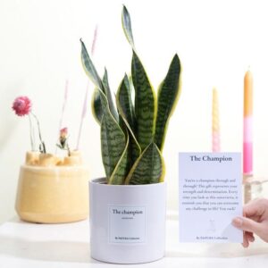 Sansevieria Gift "The Champion" WITH GREETING CARD! - Ø12cm - ↕30cm
