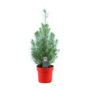 Pinus Pinea 'Silver Crest' P17 In Pot Red - Ø17cm - ↕50cm