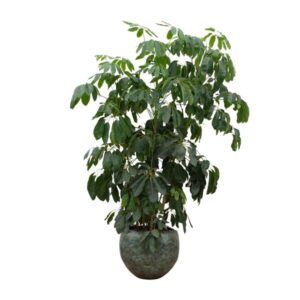 Schefflera Amate XL - 230 cm - ø45