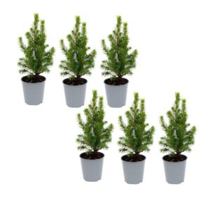 6x Mini-kerstboom - ↑15-20 cm - Ø 6 cm Picea Glauca Perfecta