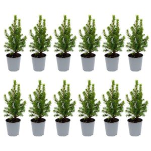 12x Mini-kerstboom - ↑15-20 cm - Ø 6 cm Picea Glauca Perfecta