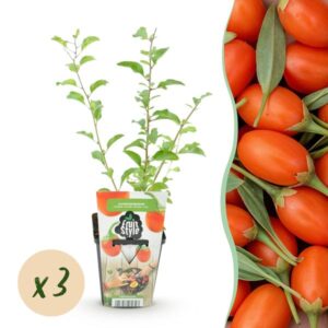 Green boutiQ - Fruitplanten - Goijbes - Lycium Barbarum - Winterhard - 3 Planten - Pot 9 cm - Oranje - Rode Vrucht