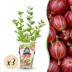 Green boutiQ - Fruitplanten - Kruisbes - Ribes uva-crispa Hinnonmaki Rod - Winterhard - 3 Planten - Pot 9 cm - Rode Bes