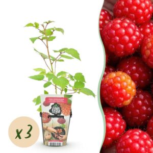 Fruitplanten - Japanse Wijnbes - Rubus Phoenicolasius - Winterhard - 3 Planten - Pot 9 cm - Rode Bes