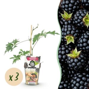 Green boutiQ - Fruitplanten - Groenblijvende Braam - Rubus Thornless Evergreen - Winterhard - 3 Planten - Pot 9 cm - Zwarte Braam