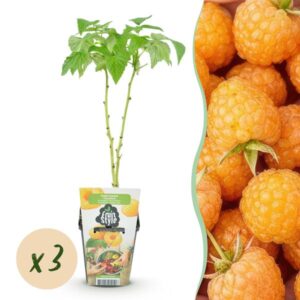 Fruitplanten - Framboos - Rubus idaeus Fallgold - Winterhard - 3 Planten - Pot 9 cm - Gele Framboos