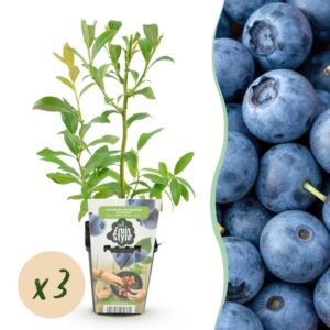 Green boutiQ - Fruitplanten - Blauwe Bes - Vaccinium corymbossum Bluecrop - Winterhard - 3 Planten - Pot 9 cm - Blauwe Bes