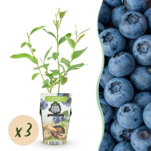 Green boutiQ - Fruitplanten - Blauwe Bes - Vaccinium corymbossum Goldtraube - Winterhard - 3 Planten - Pot 9 cm - Blauwe Bes