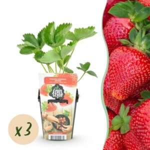 Green boutiQ - Fruitplanten - Aardbei - Fragaria Maxim - Winterhard - 3 Planten - Pot 9 cm - Rode Aardbei
