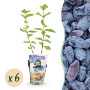 Green boutiQ - Fruitplanten - Honingbes - Lonicera caerulea Kamtschatica - Winterhard - 6 Planten - Pot 9 cm - Blauw Bes