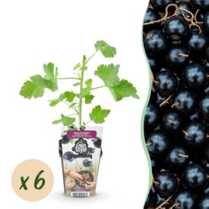 Green boutiQ - Fruitplanten - Jostabes - Ribes Jostabes - Winterhard - 6 Planten - Pot 9 cm - Zwarte Bes